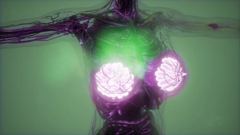 Human-Body-with-Visible-Glow-Mammary-Gland